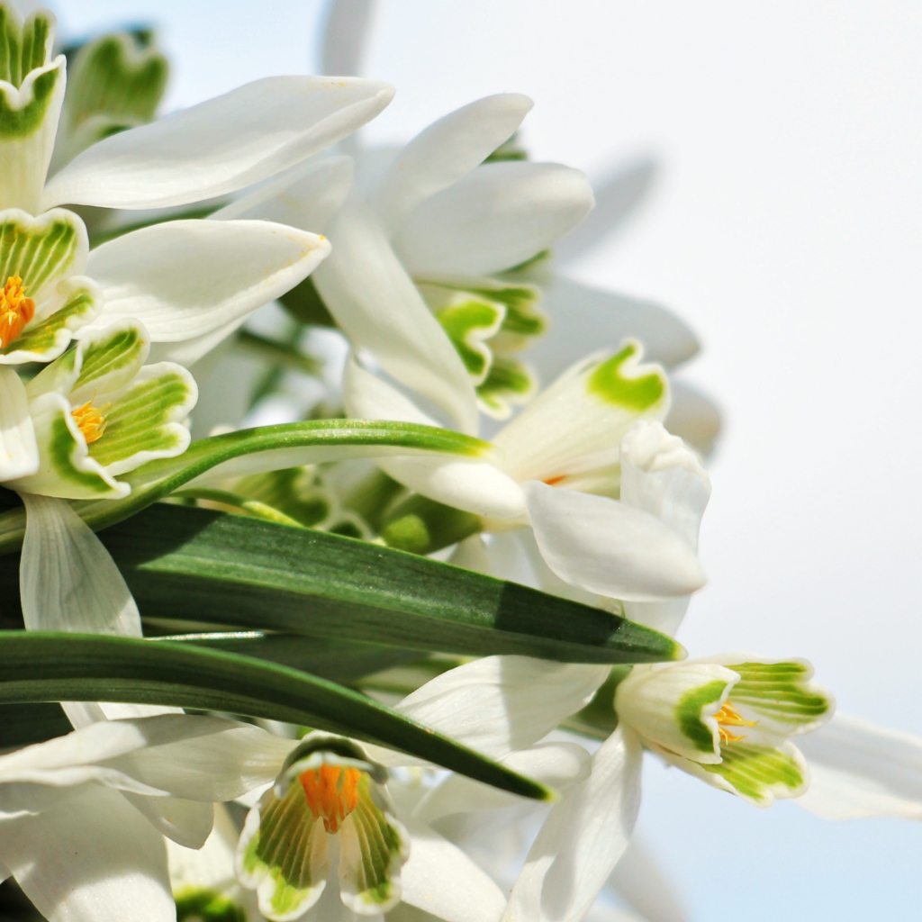 Белые цветы подснежники с зелеными листьями на белом фоне