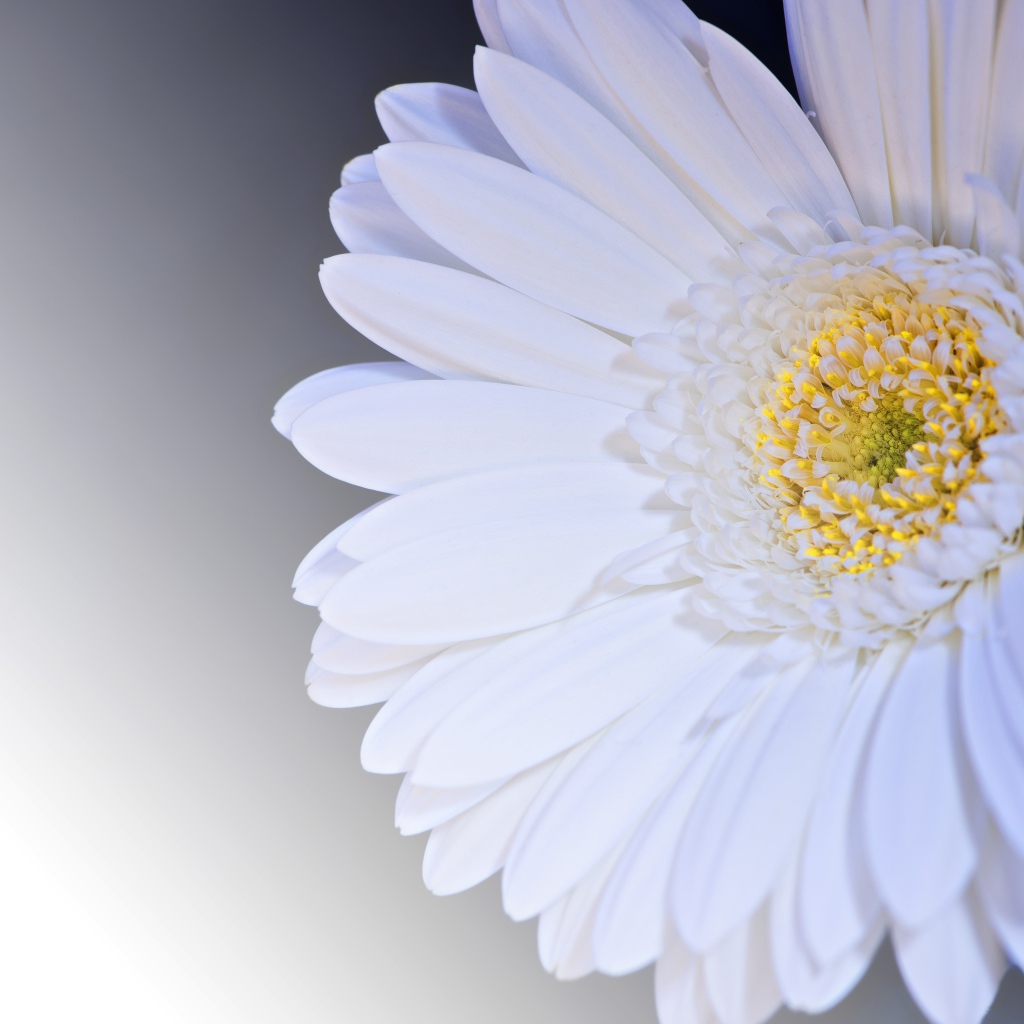 White gerbera flower on gray background close up