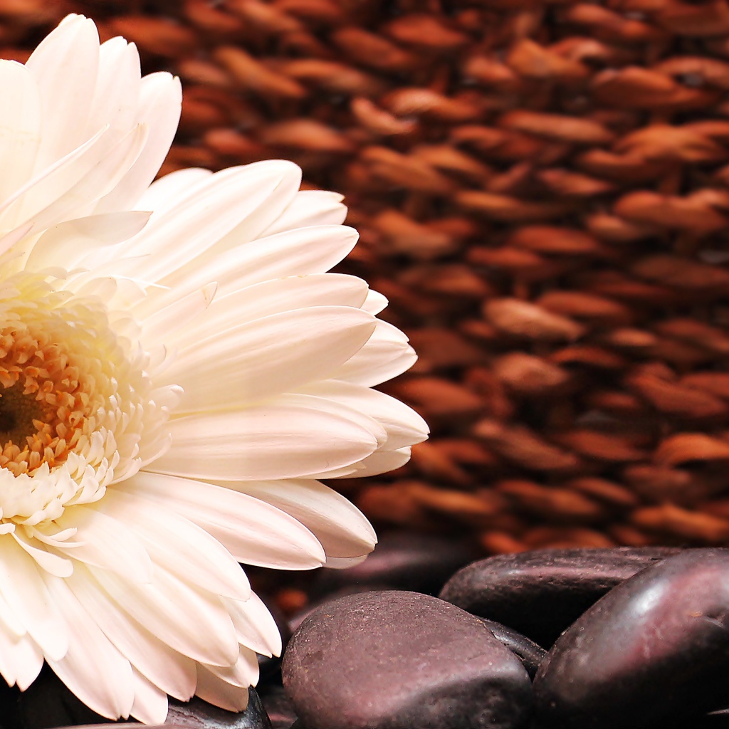 Белая гербера с черными камнями