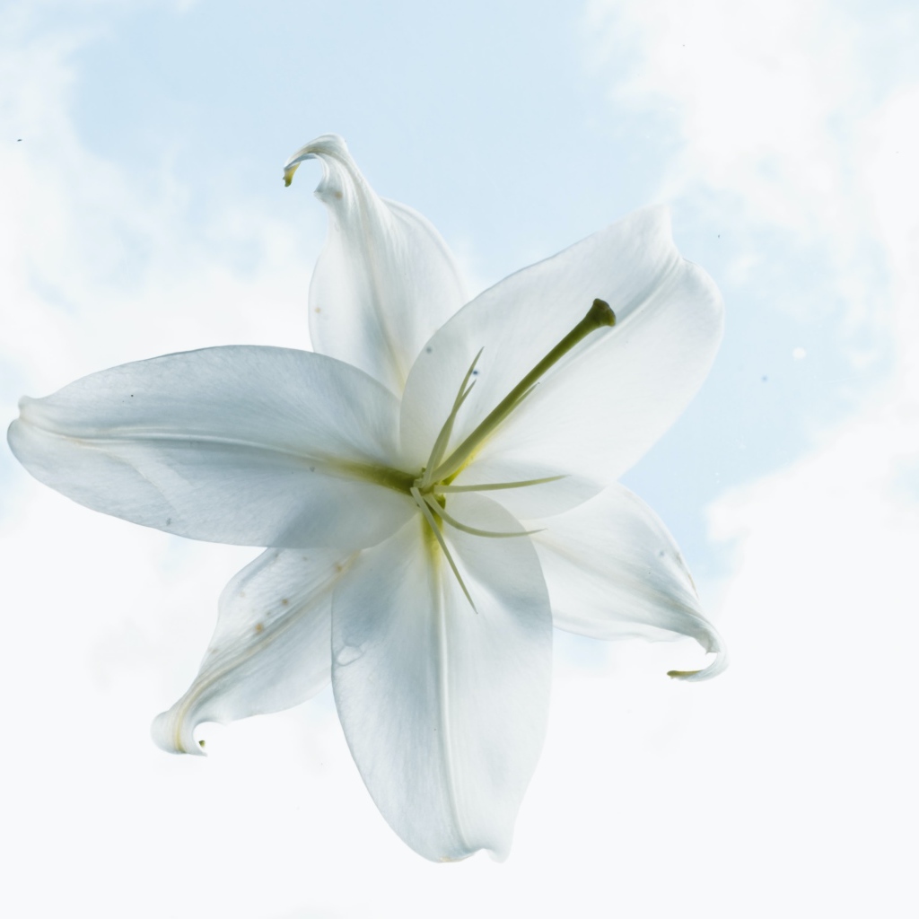Белый цветок лилии на фоне неба