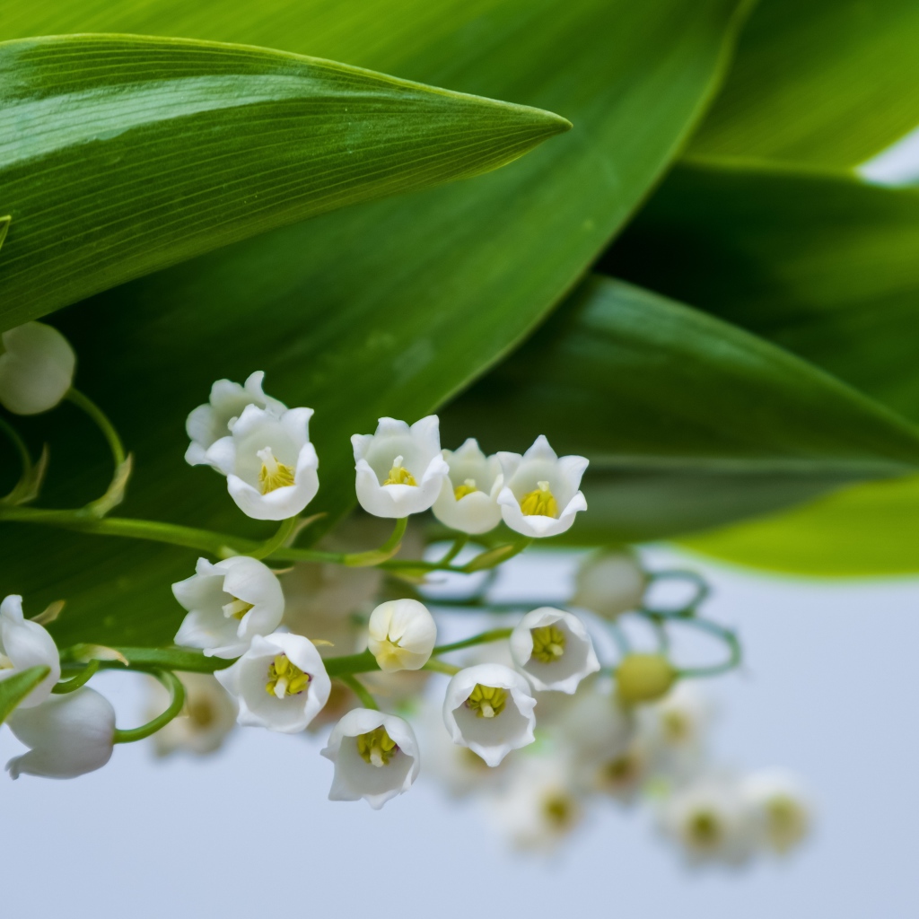 Белые цветы ландыша с зелеными листьями