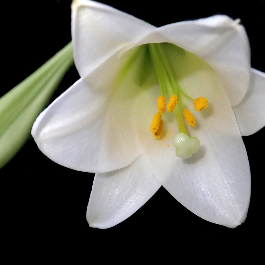 Белая лилия с бутоном на черном фоне