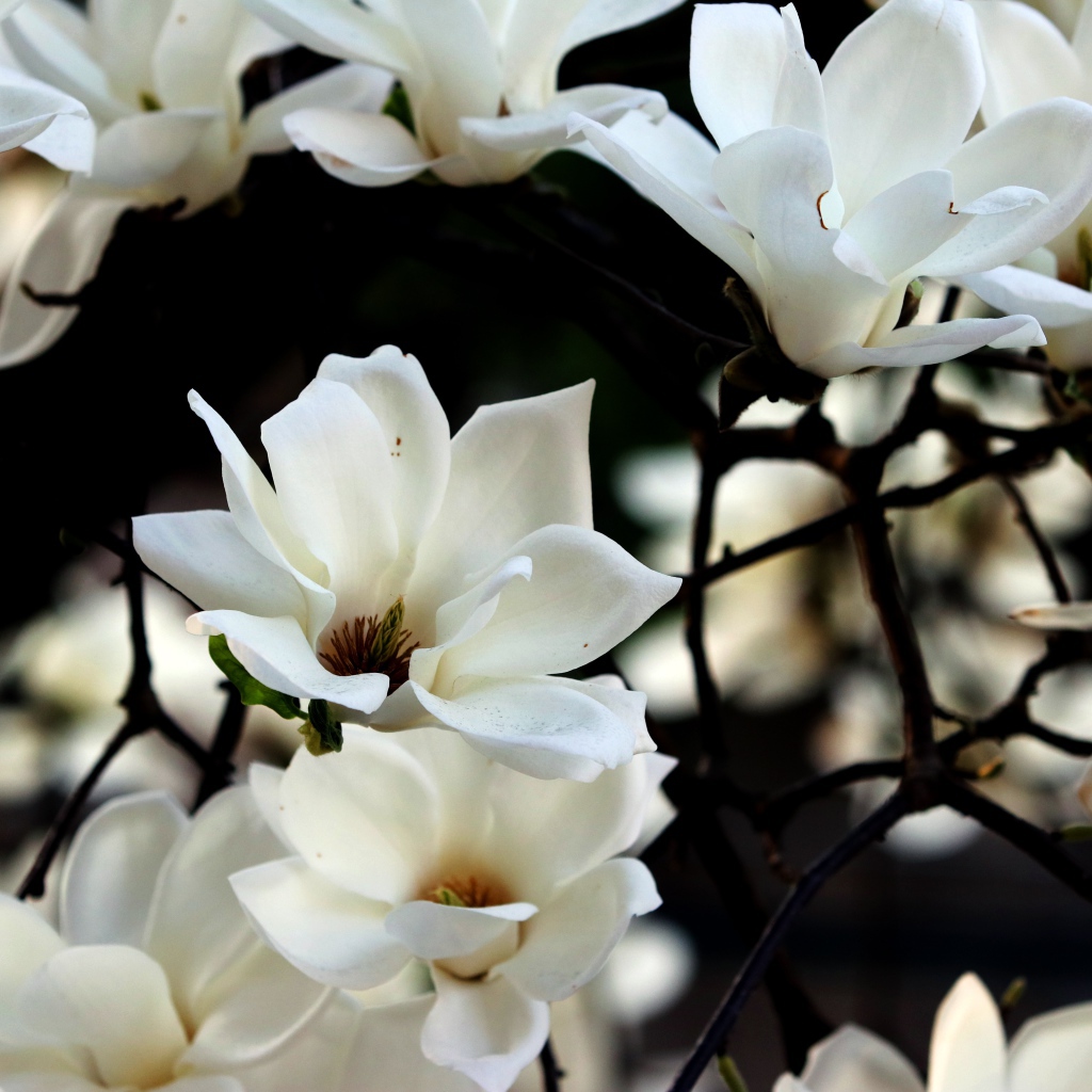 Белые цветы магнолии на ветках 