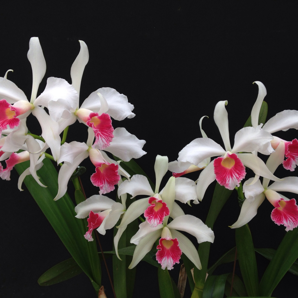 Белые орхидеи с розовой серединкой на черном фоне