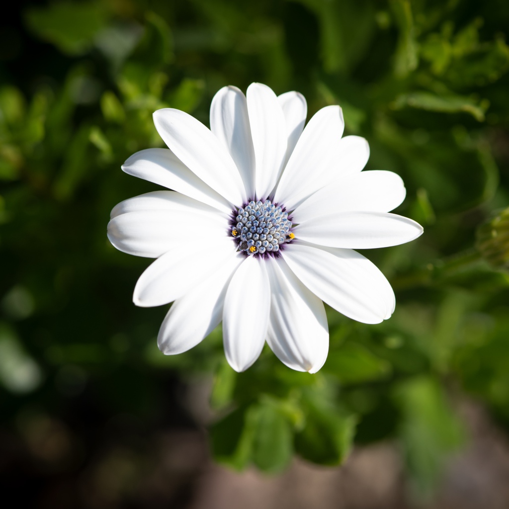 Белый цветок остеоспермум в лучах солнца 