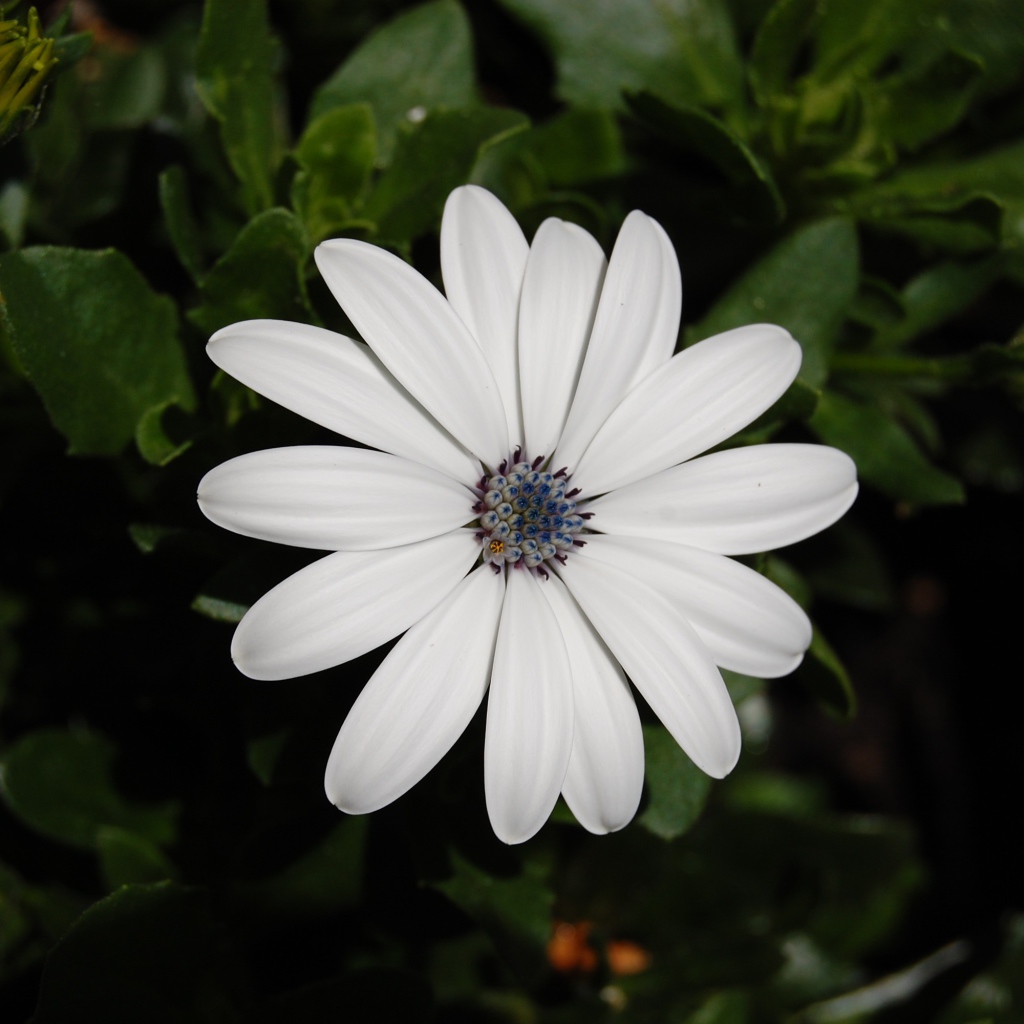 Белый цветок остеоспермум с бутонами 