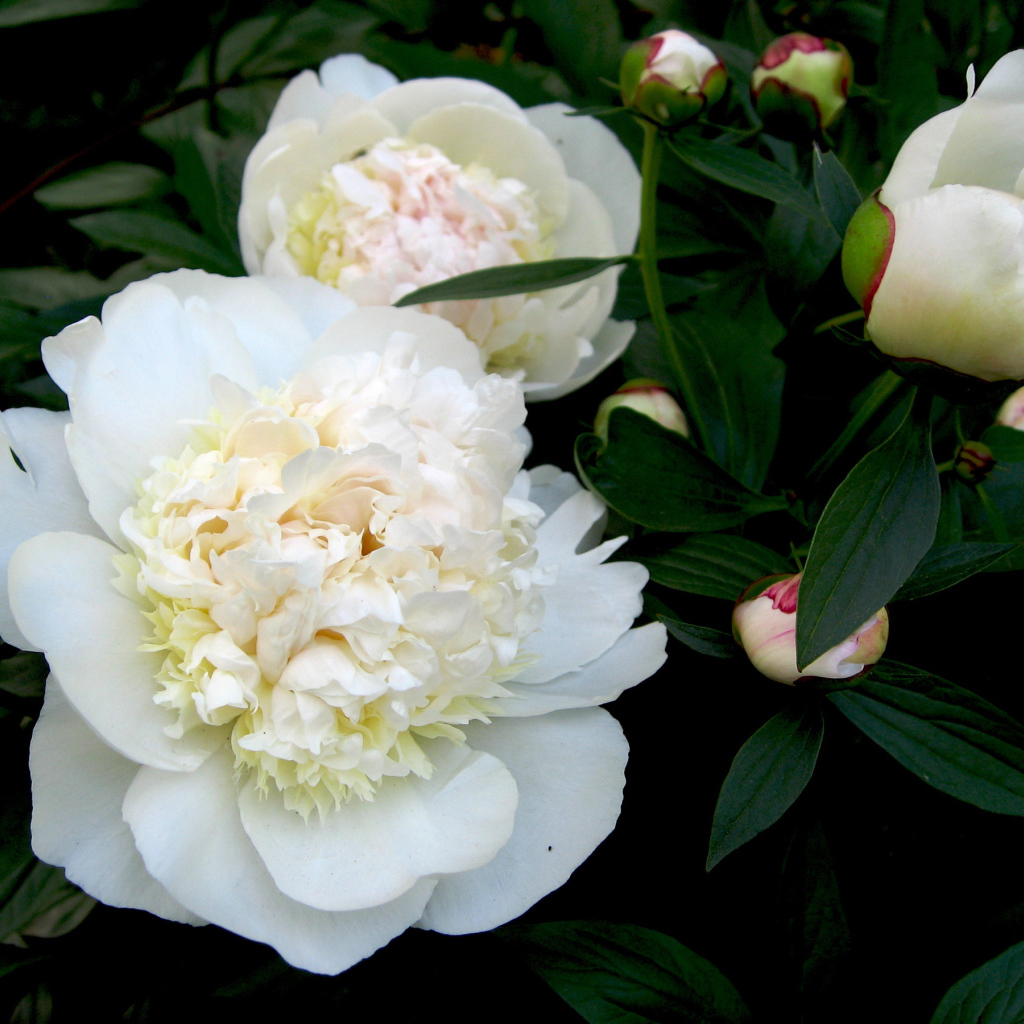 Белые цветы пиона с бутонами в зеленых листьях