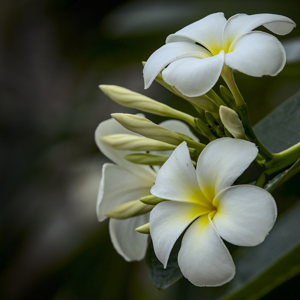 Белые цветы плюмерии с бутонами  на ветке 
