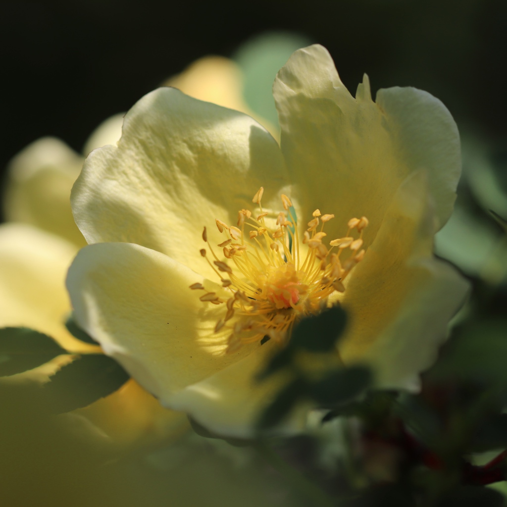 Белый цветок розы в лучах солнца 