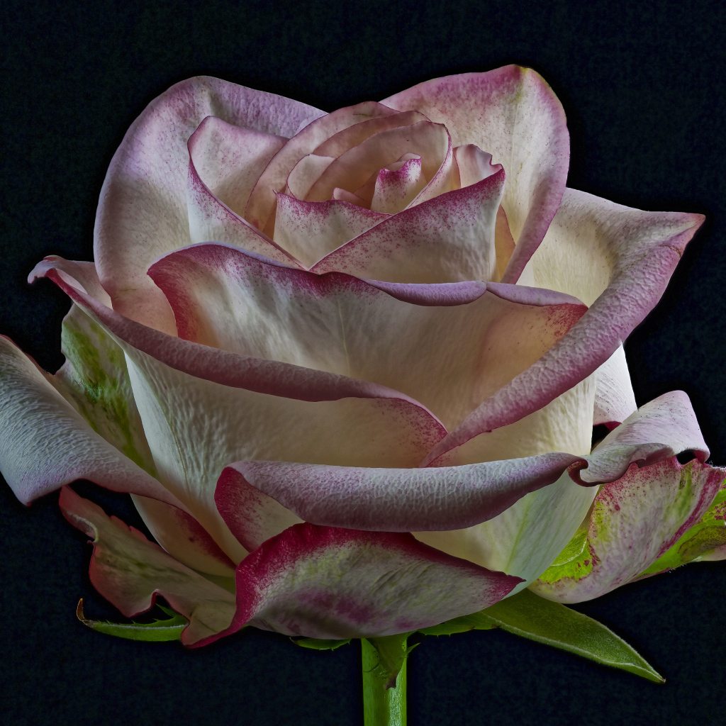 Белая роза с розовыми краями на лепестках на черном фоне