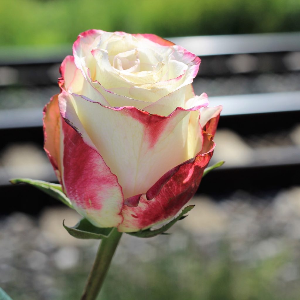 Белая роза с розовыми лепестками крупным планом