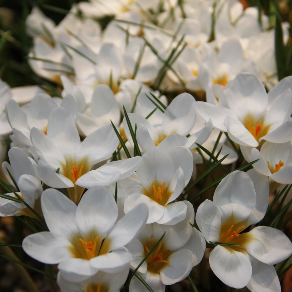 Белые маленькие цветы крокусы с зелеными листьями