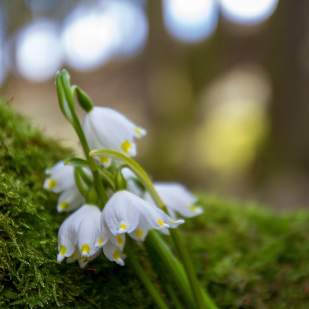 Белые цветы подснежника лежат на зеленом мху 