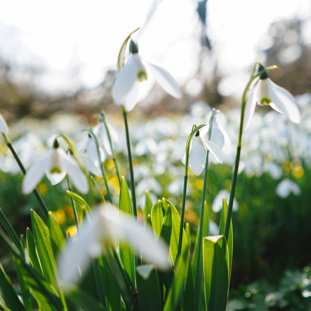 Белые цветы подснежника на поле 