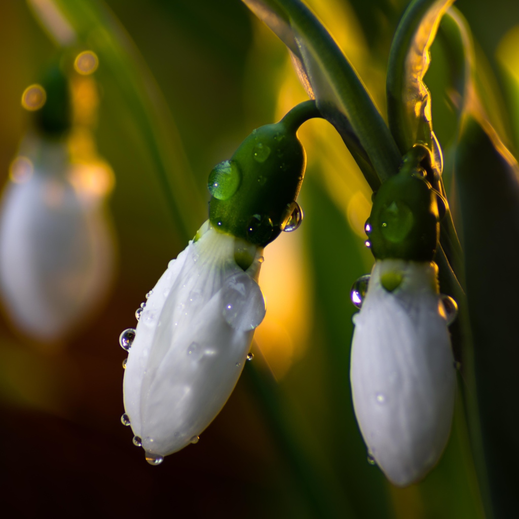 Белые подснежники в каплях росы крупным планом