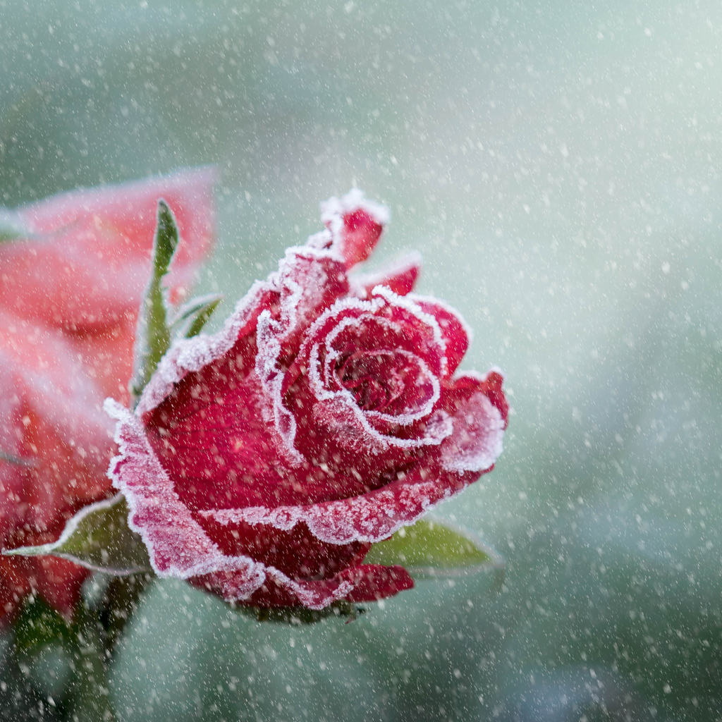 Покрытая инеем красная роза зимой