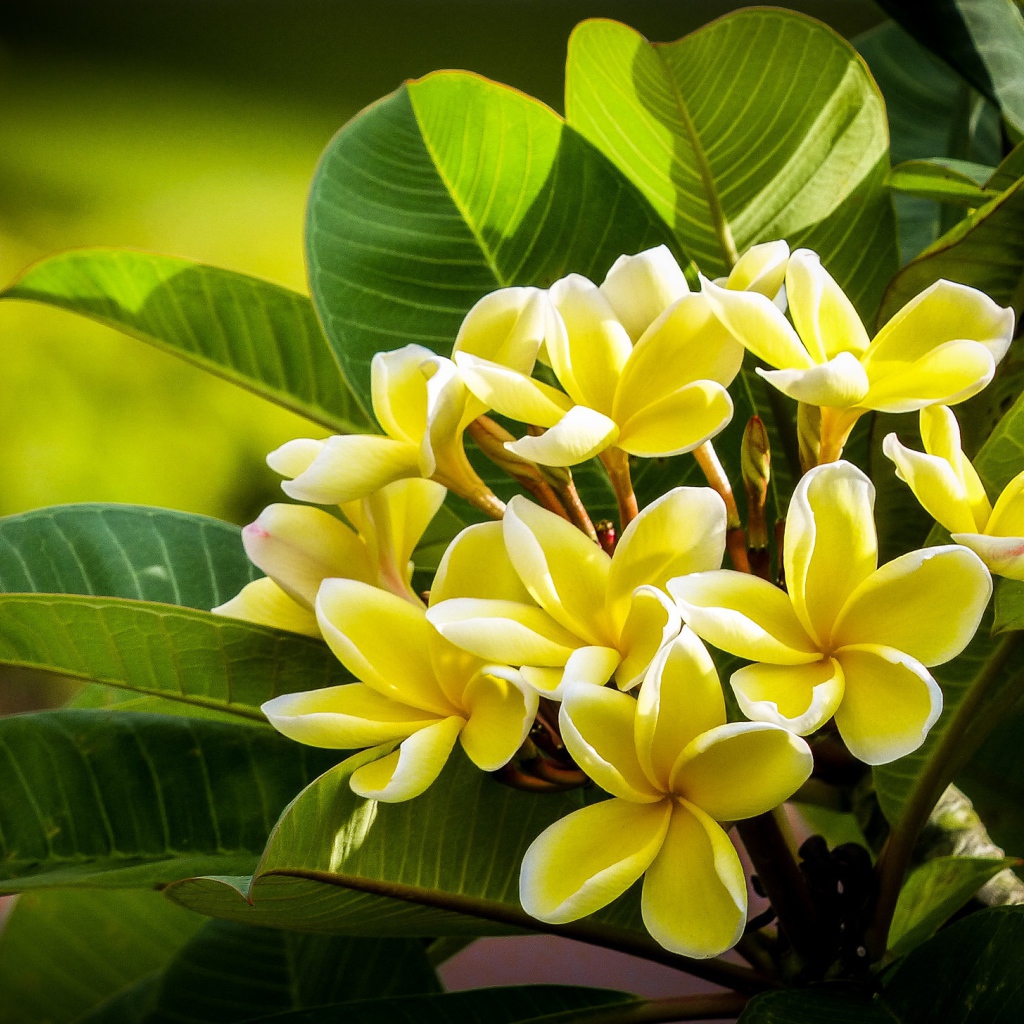 Желтые цветы плюмерии с зелеными листьями 