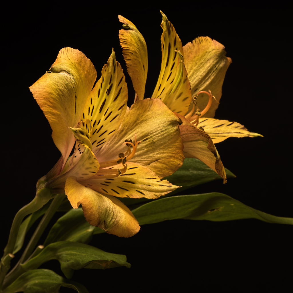 Желтый цветок альстромерии на черном фоне