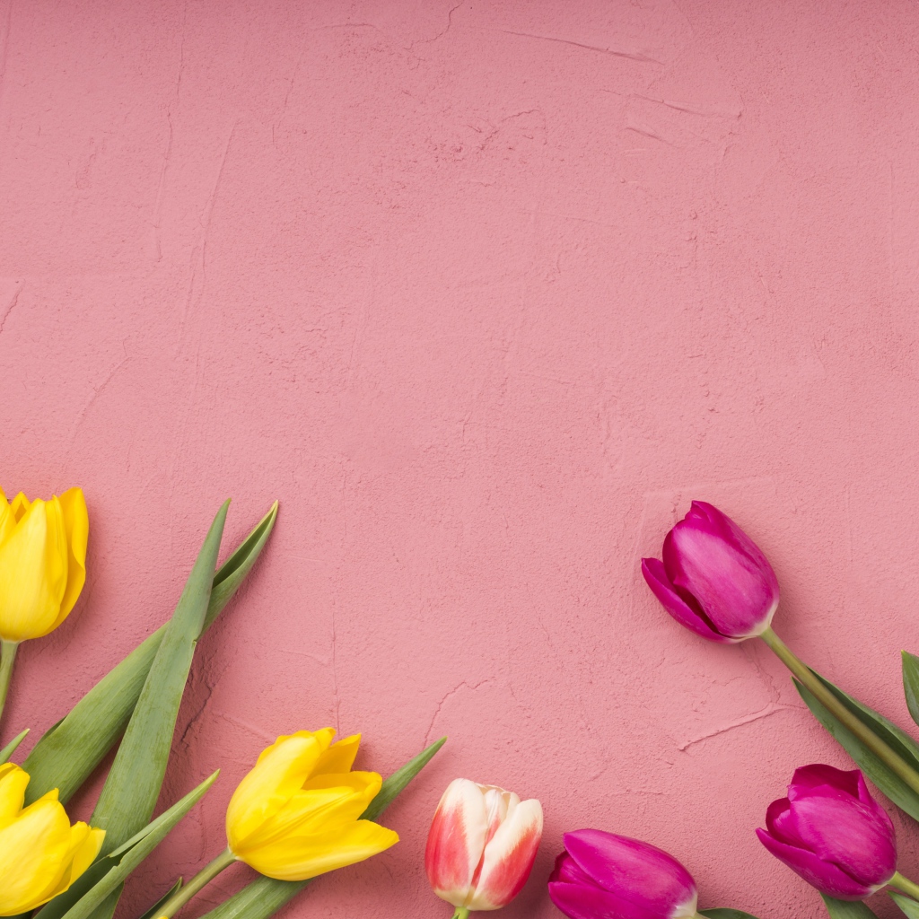 Желтые и сиреневые тюльпаны на розовом фоне 
