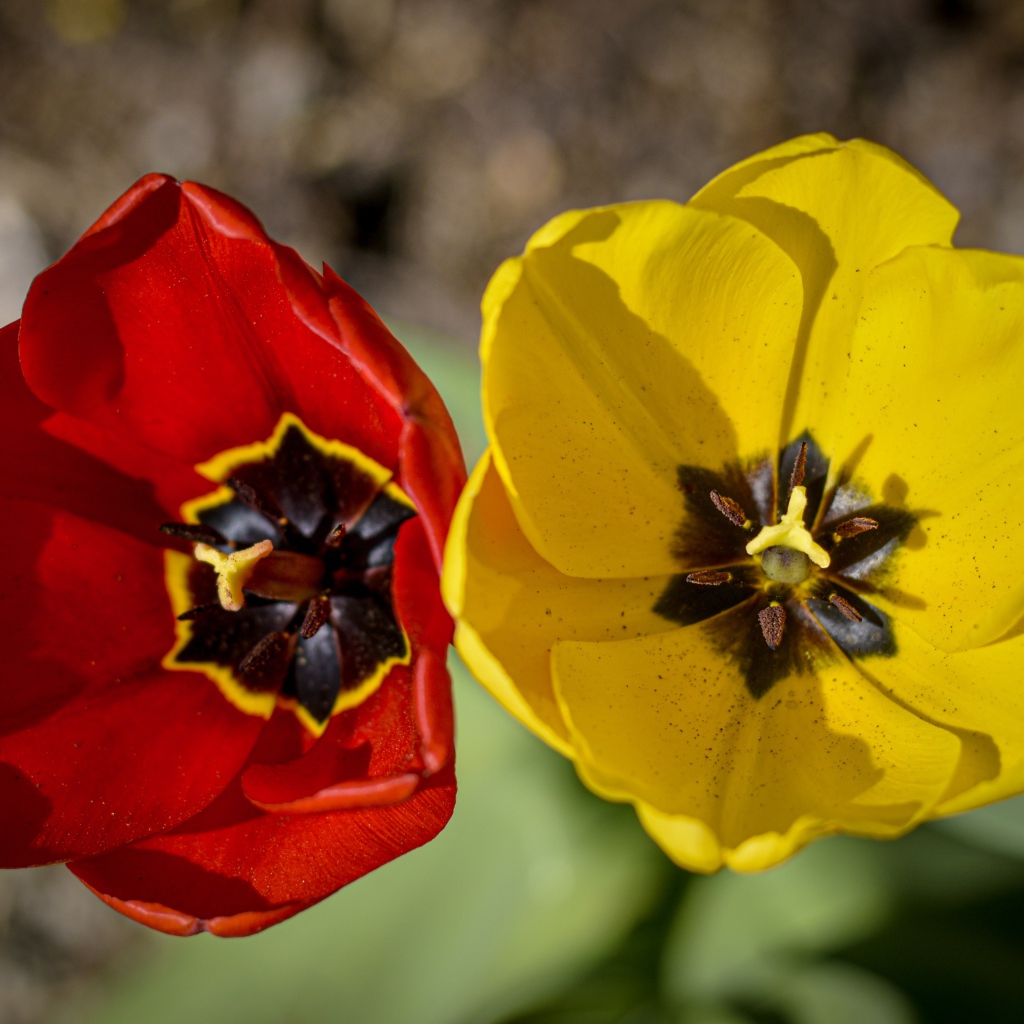 Желтый и красный тюльпаны в лучах солнца 