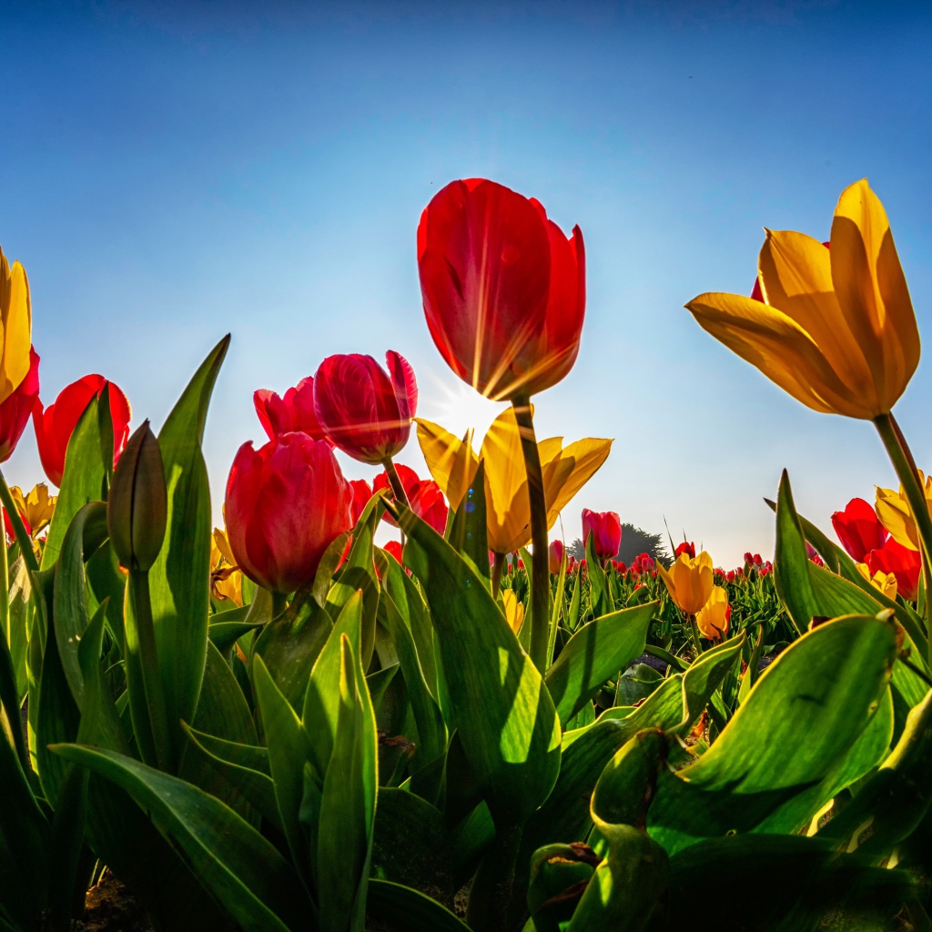 Желтые и красные тюльпаны в лучах солнца на фоне голубого неба 