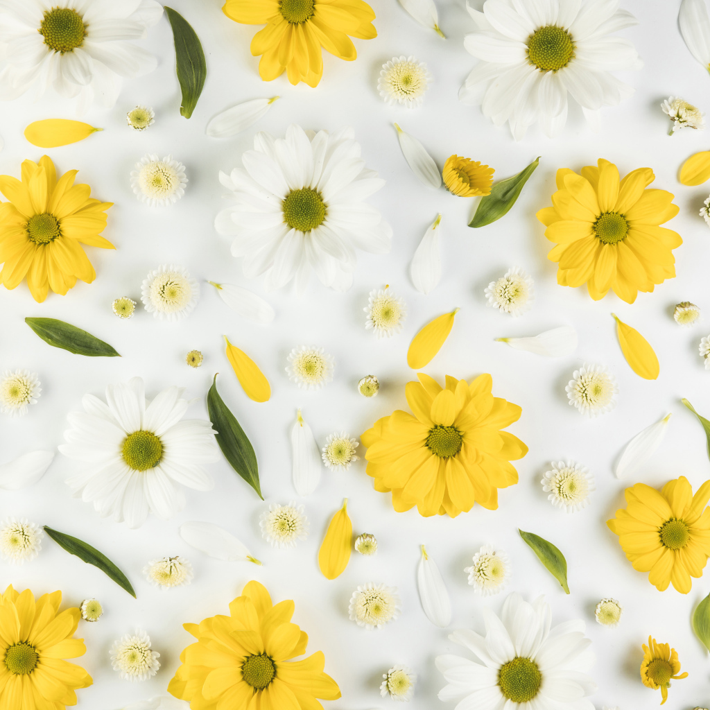 Желтые и белые хризантемы на белом фоне