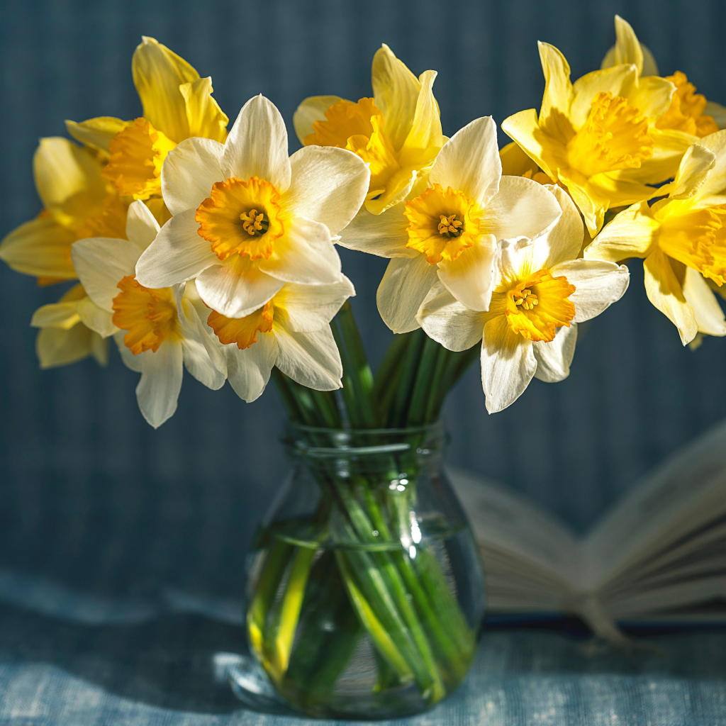 Желтые и белые нарциссы в стеклянной банке на столе 