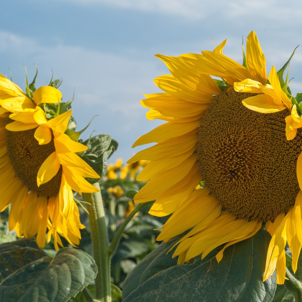 Желтые большие цветы подсолнуха на поле