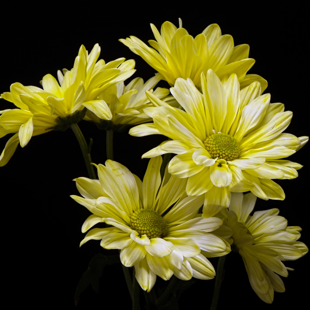 Желтые ромашковидные хризантемы на черном фоне