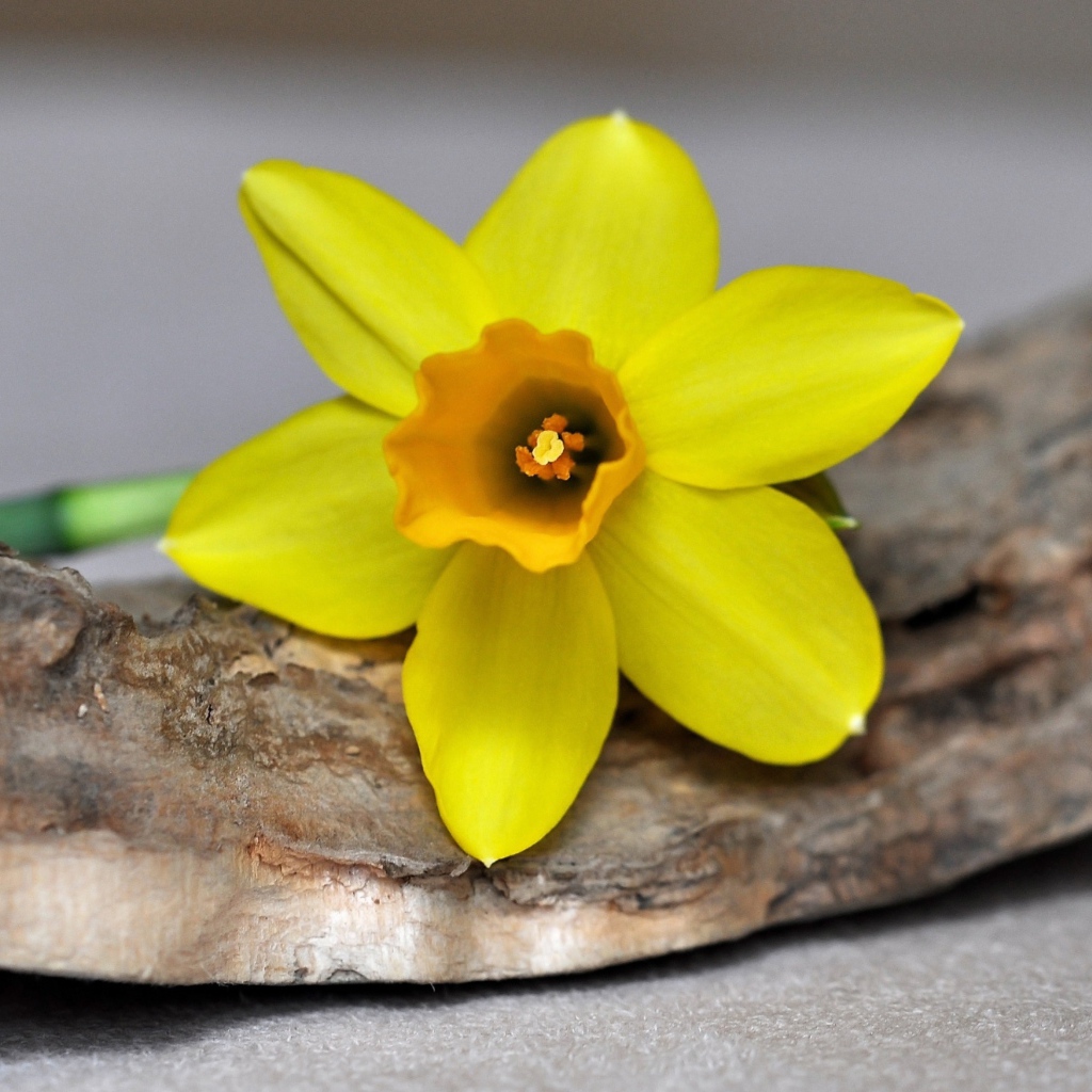Желтый цветок нарцисса лежит на коре 