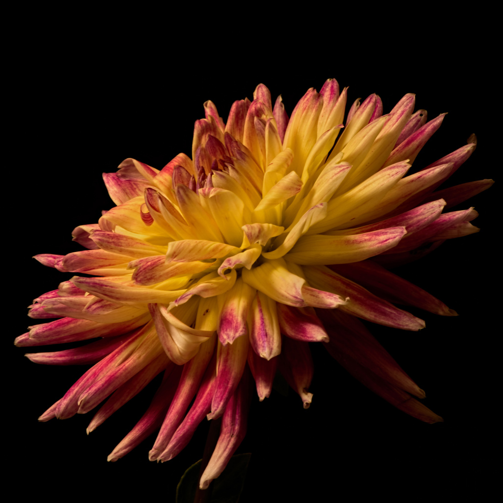 Желтая георгина с розовыми концами на лепестках на черном фоне