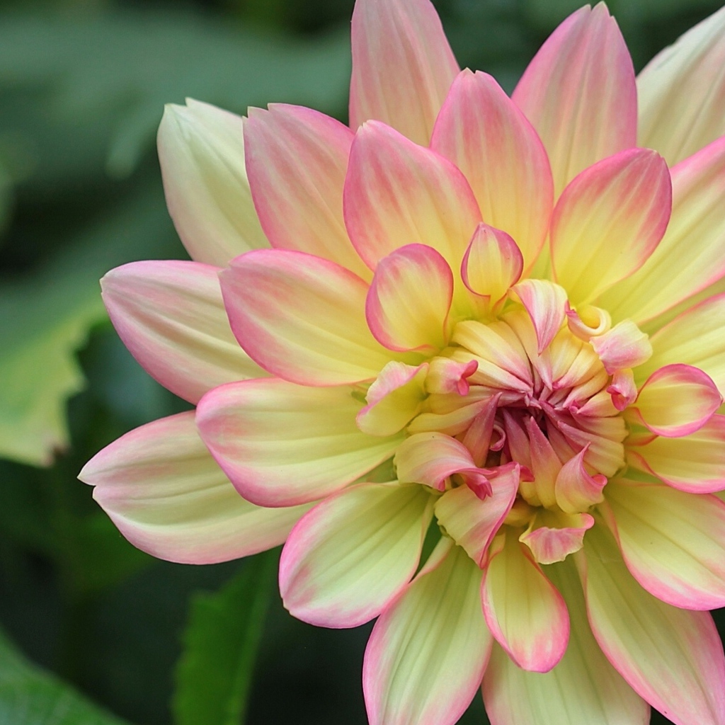 Желтая георгина с розовыми лепестками 