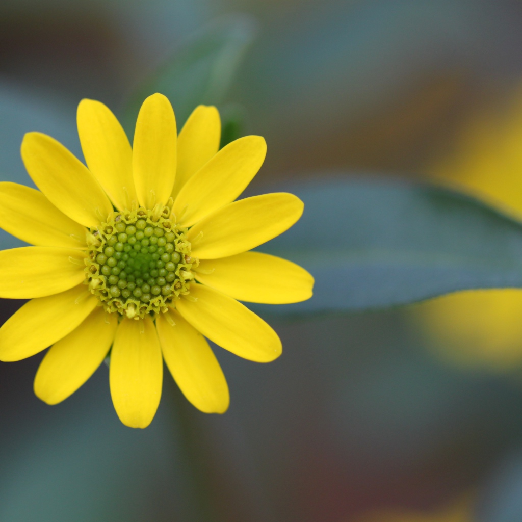 Желтый цветок на размытом фоне крупным планом