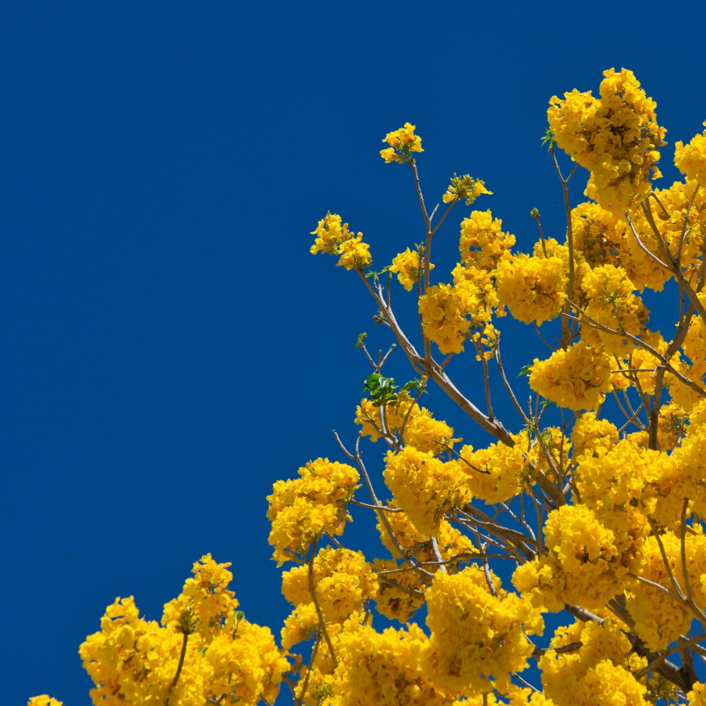 Желтые цветы на ветках дерева под голубым небом 