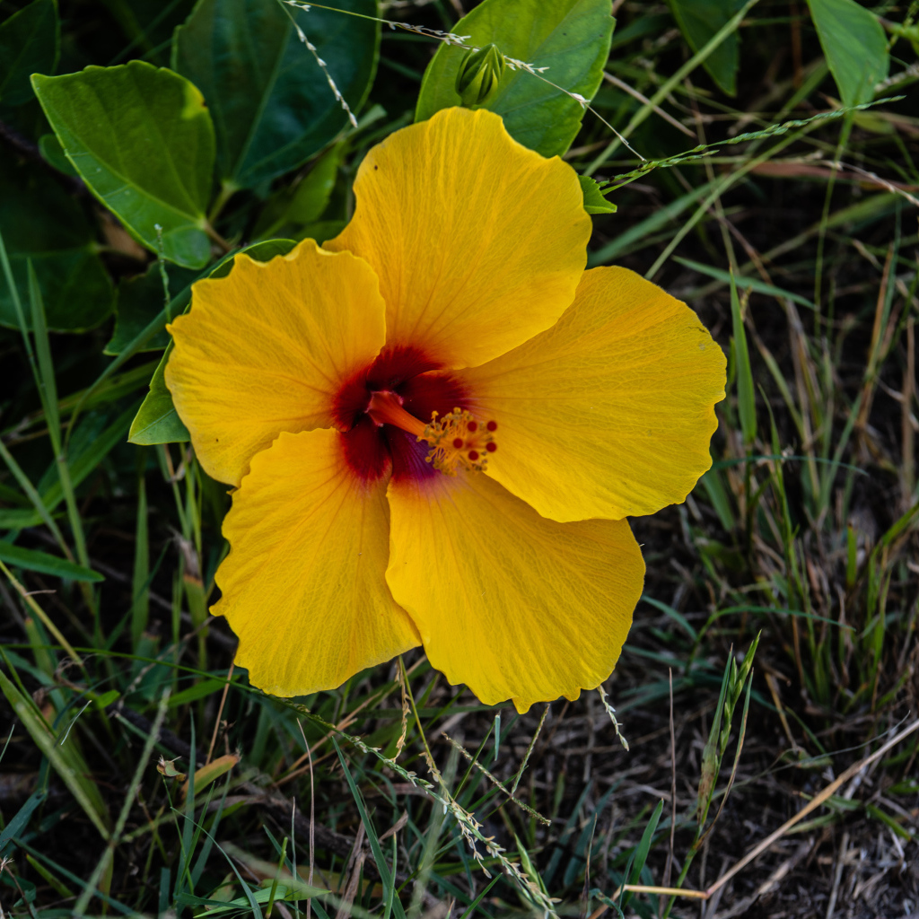 Желтый цветок гибискуса в траве 