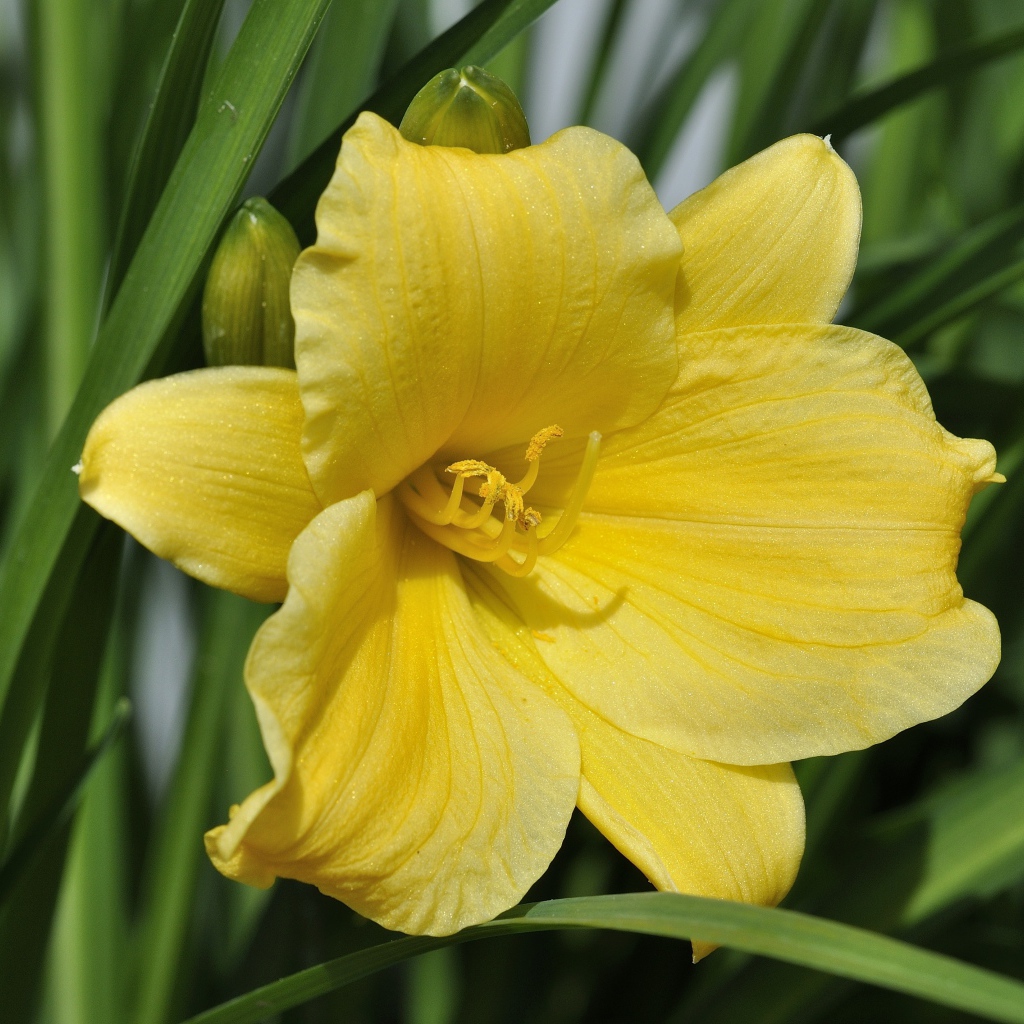 Желтый цветок лилии с бутонами в зеленых листьях 