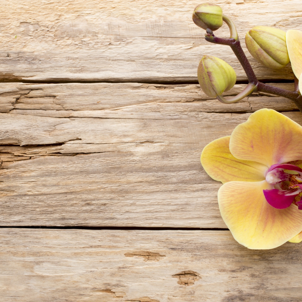 Желтая орхидея с бутонами на деревянном столе