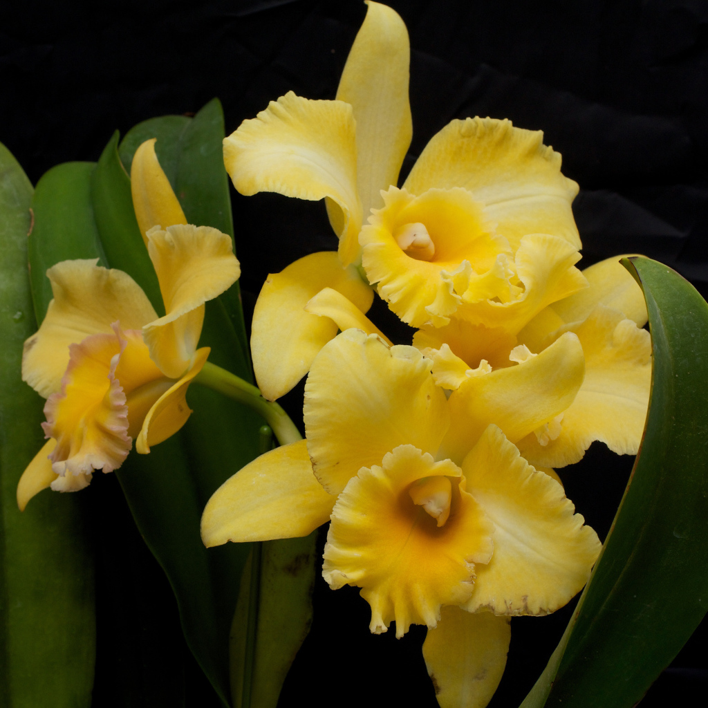 Желтые орхидеи с зелеными листьями на черном фоне