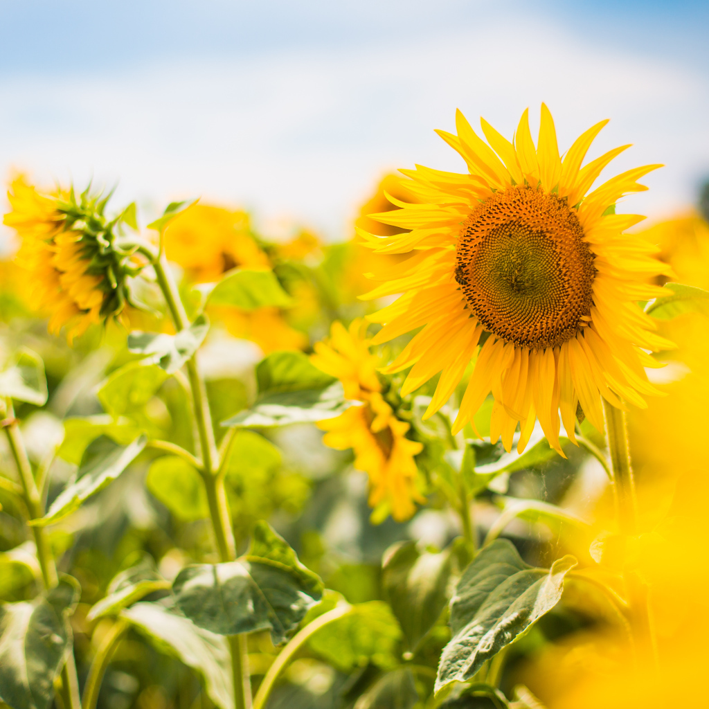 Желтые лепестки подсолнухов в лучах яркого солнца