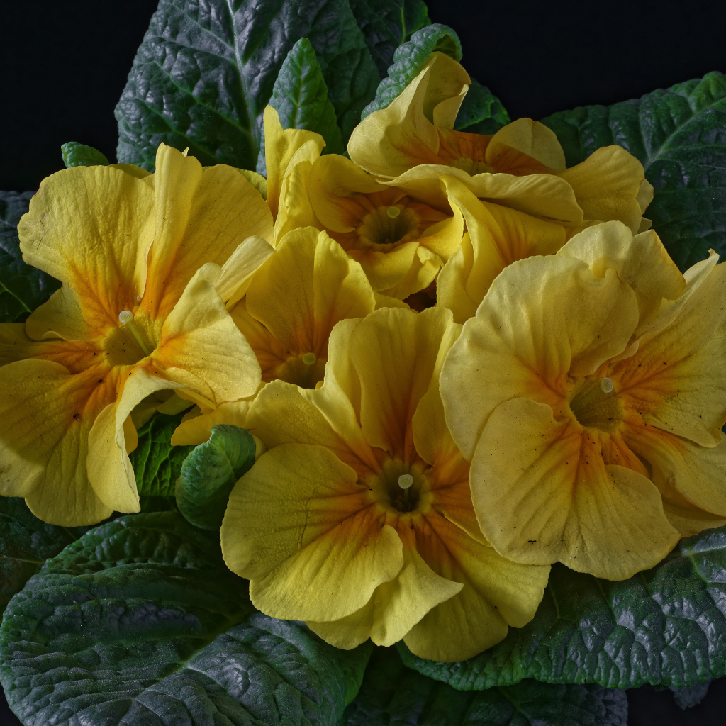 Желтый цветок примула с большими зелеными листьями 