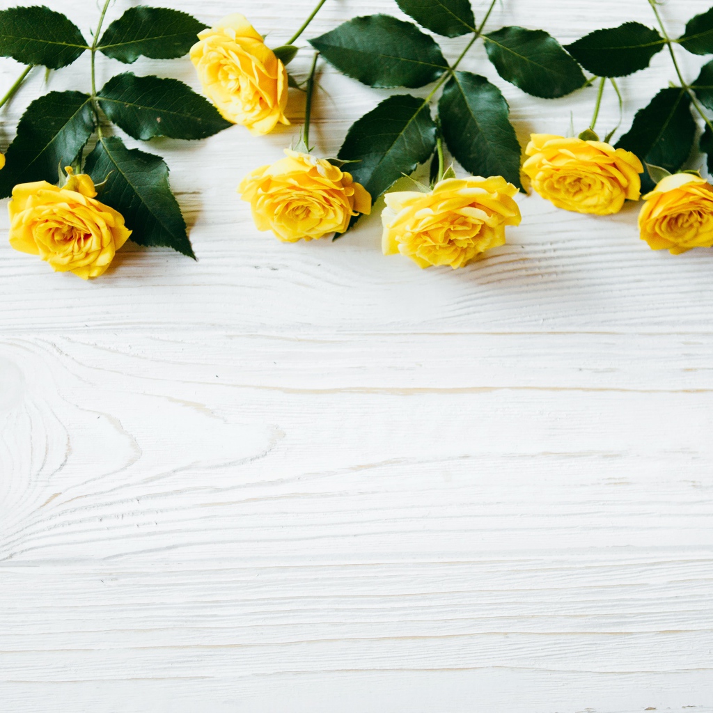 Желтые розы с большими зелеными листьями на белом фоне