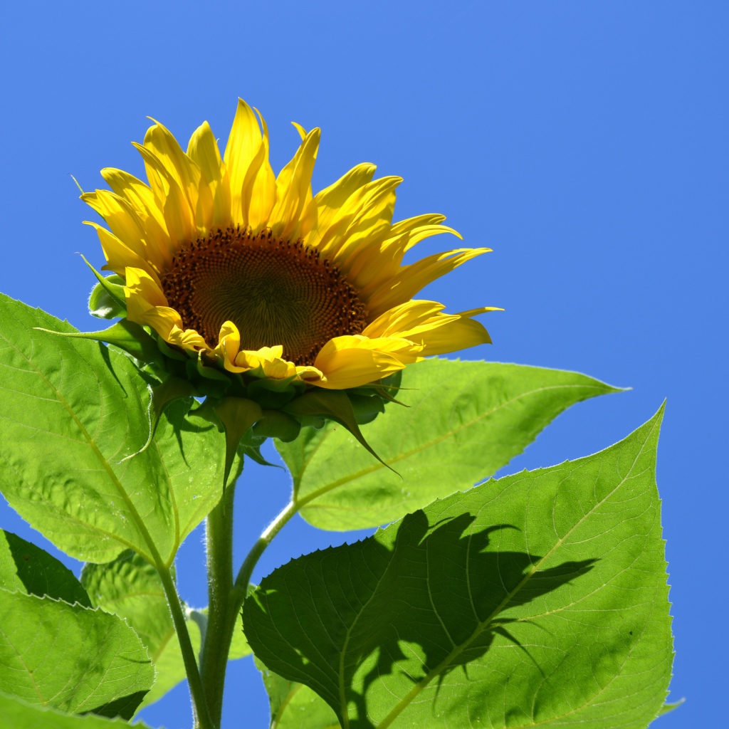 Желтый цветок подсолнуха в лучах солнца на фоне голубого неба