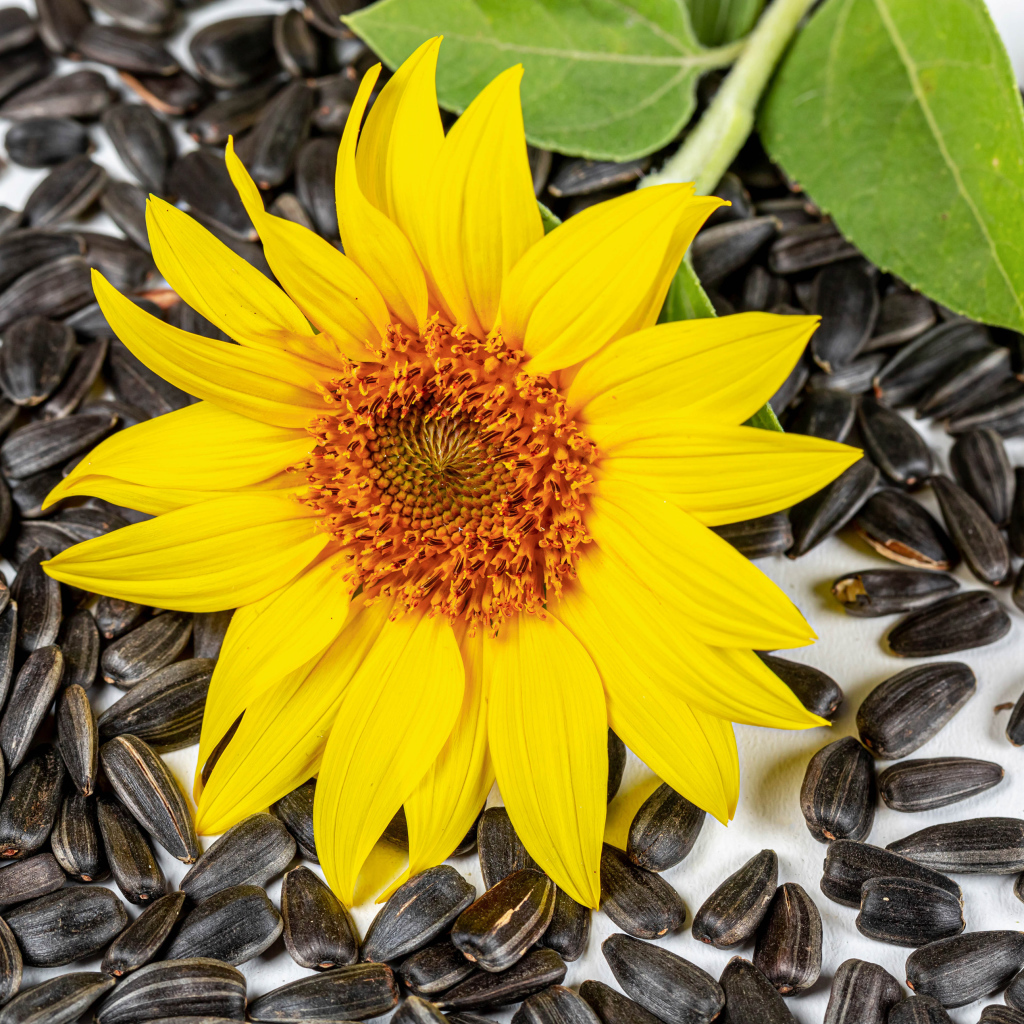Желтый цветок подсолнуха с семечками