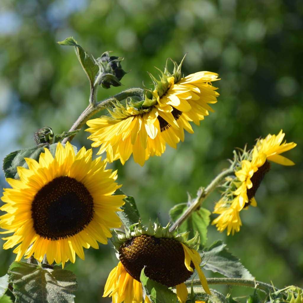Желтые цветы подсолнуха в лучах солнца 