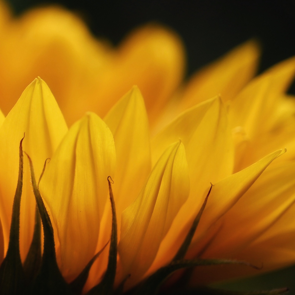 Желтые лепестки подсолнуха крупным планом