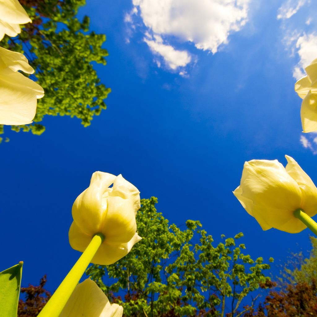 Желтые тюльпаны под ясным голубым небом 