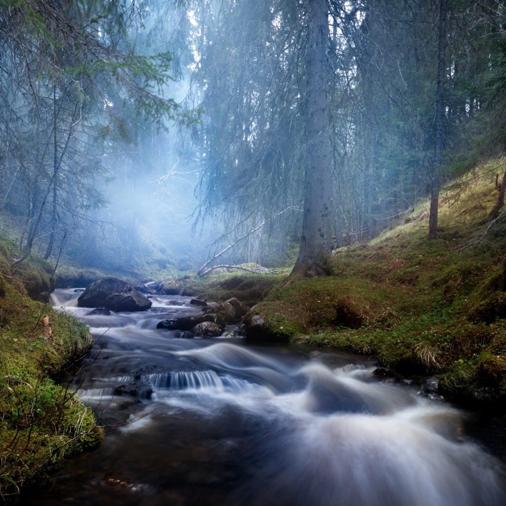Быстрый ручей в хвойном лесу в тумане