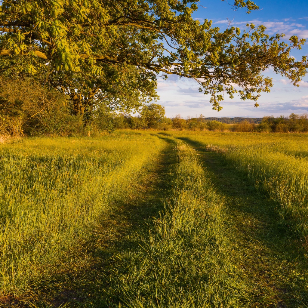 Покрытая травой дорога в лесу 