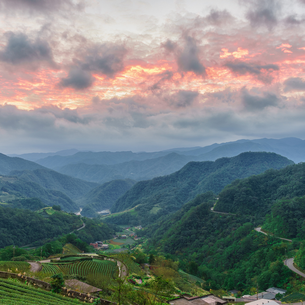 Зеленые заросли леса под красивым небом на закате 