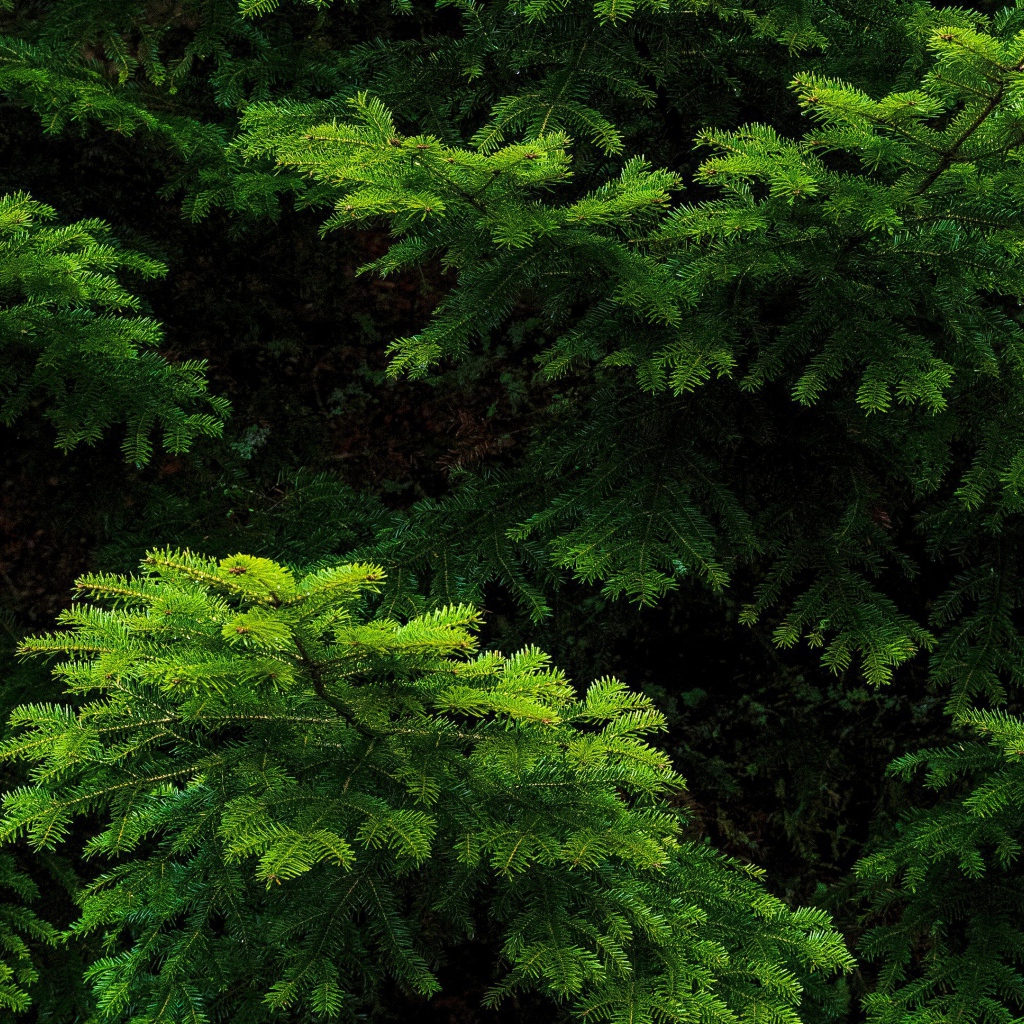 Зеленые еловые ветки крупным планом